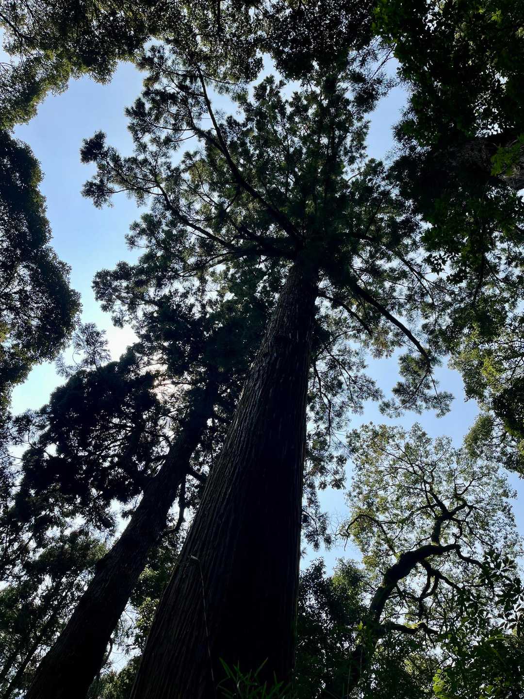 大木🌳