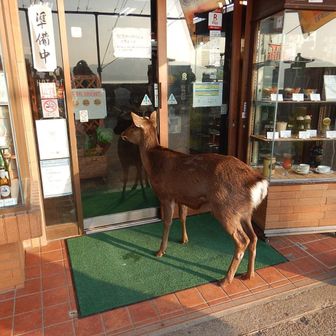 もう閉店してるよ！
明日のお越しを！
宮島の鹿🦌は奈良公園と違って身体が小さくおとなしかったです