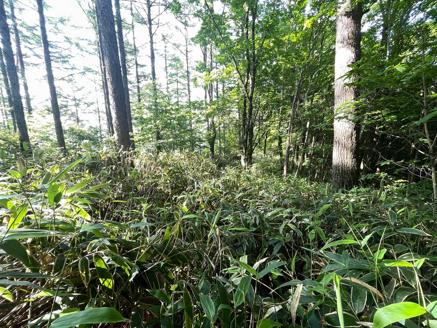 鳩打峠-高鳥屋山 往復コースの写真