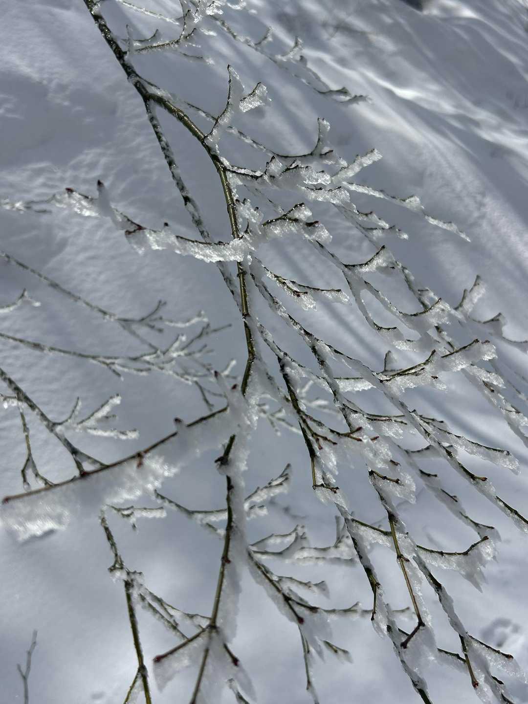 出たーーークリスタル霧氷🤩‼️