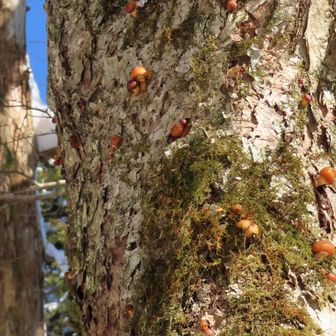 採りに行く🗡️✨
若いナメコ