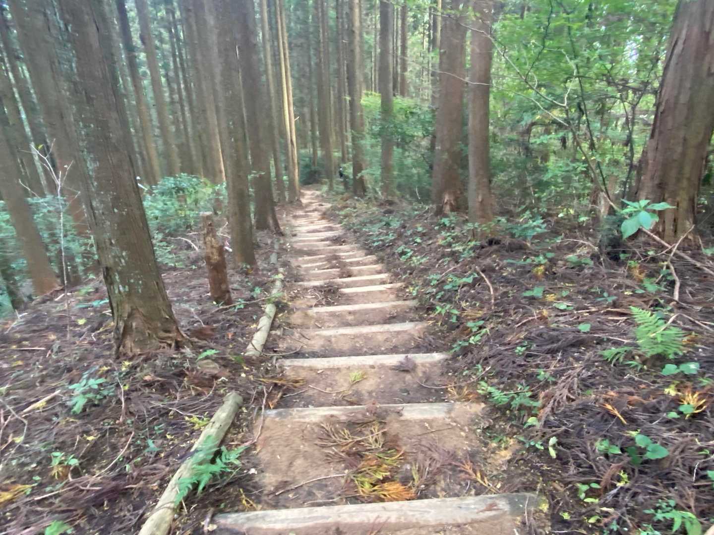 ダイトレっぽい道