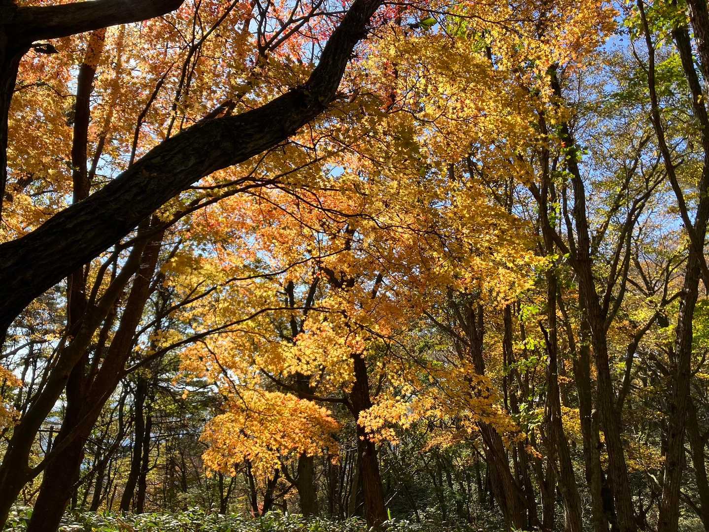 綺麗な紅葉🍁に皆ウキウキ😊