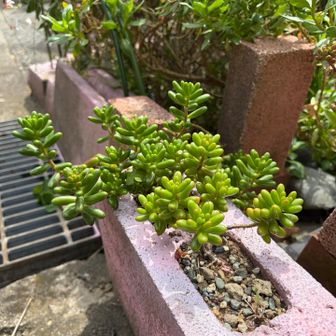 鶴巻に降りてきました。？

これはよそ様んちのですが
つぶつぶ多肉植物私も育て始めました🪴

夕方のニュースで西湘バイパスが通行止めになる位の高波がきてた🌊
江ノ島じゃなくこっちでよかった。
台風が下の方にあるの忘れてた😱
