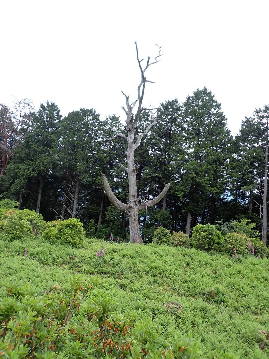 ちょっと太陽の塔っぽい白骨樹