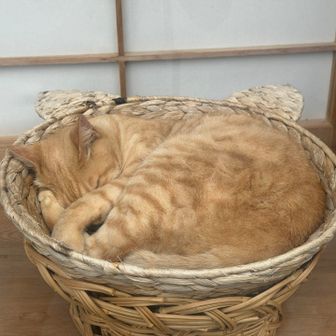 奥多摩駅近くのお店のディスプレイで熟睡中💤