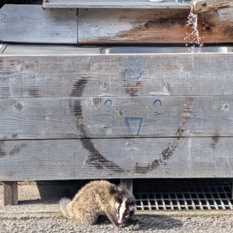 かずら橋を観光しようとしましたが、階段で↓50以上はあるように見えて‥いまの私には無理でした😂
水場に人慣れしたハクビシン。
自販機は第2🅿️付近には無くて、かずら橋のとこにあるのでコーラ飲もっかな🎶と思いながら🚲️下ってきたけど‥Tシャツ1枚で10℃の日に風を受けてたら寒すぎました。ここで止まったついでに上着を😂