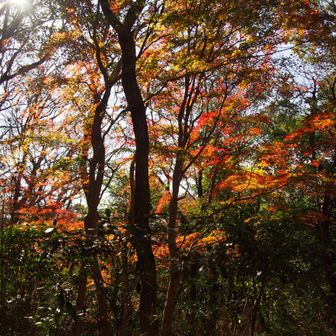 もう終盤だというもみじの小径にも来てみました

おお、綺麗じゃないですか～💕🍁