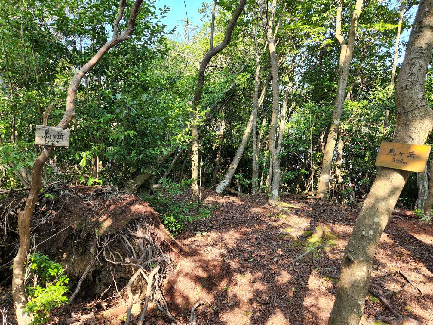 いつの間にか新鳥ケ岳を通りすぎて、鳥ケ岳に到着。眺望なし。