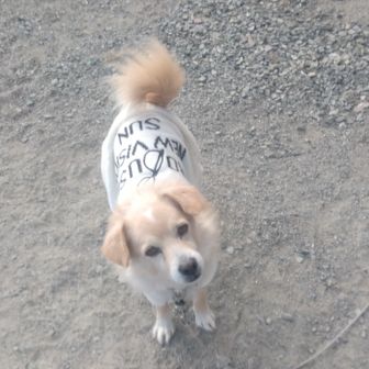 コロン