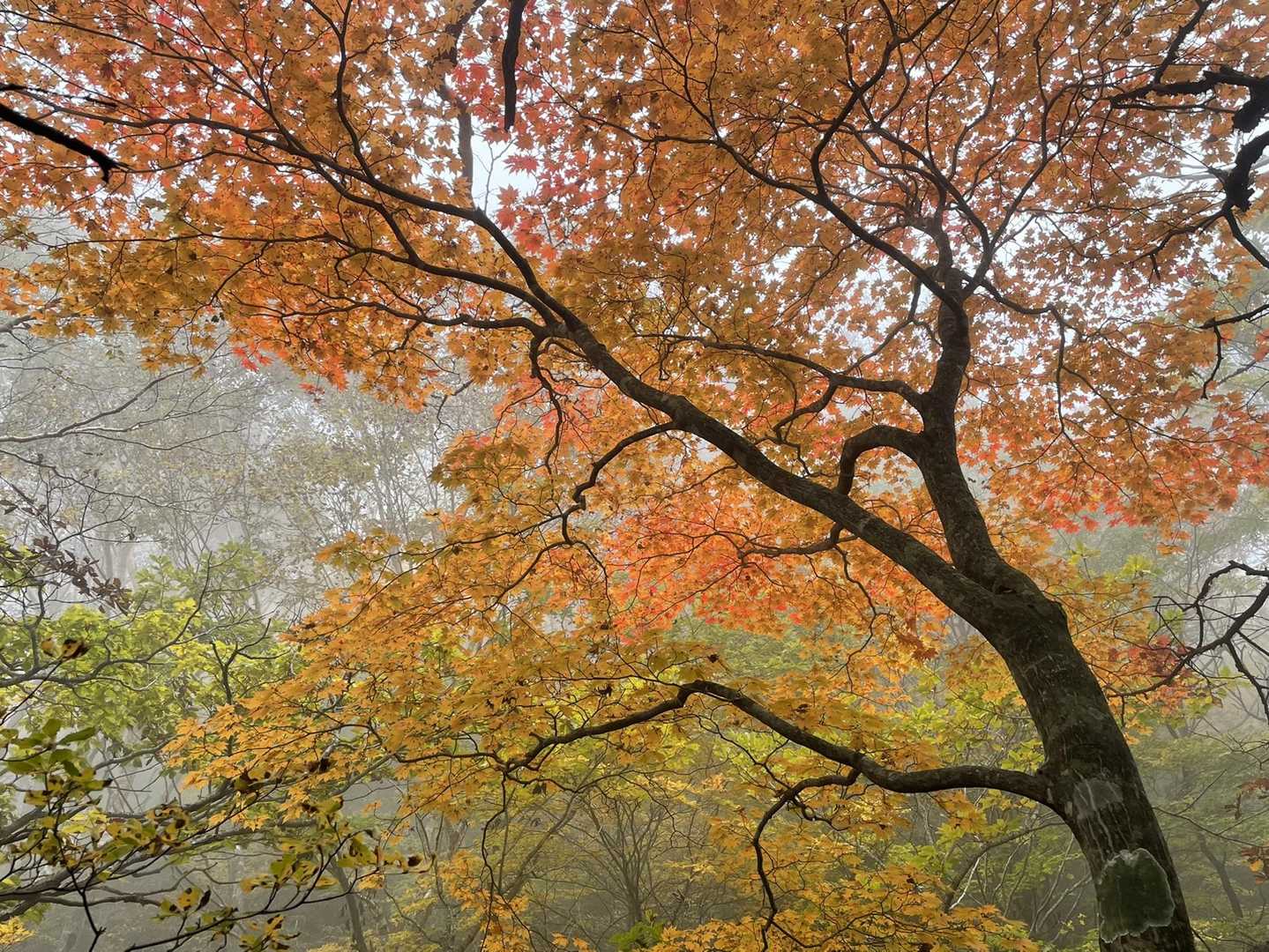 お得意の幻想的な紅葉😅