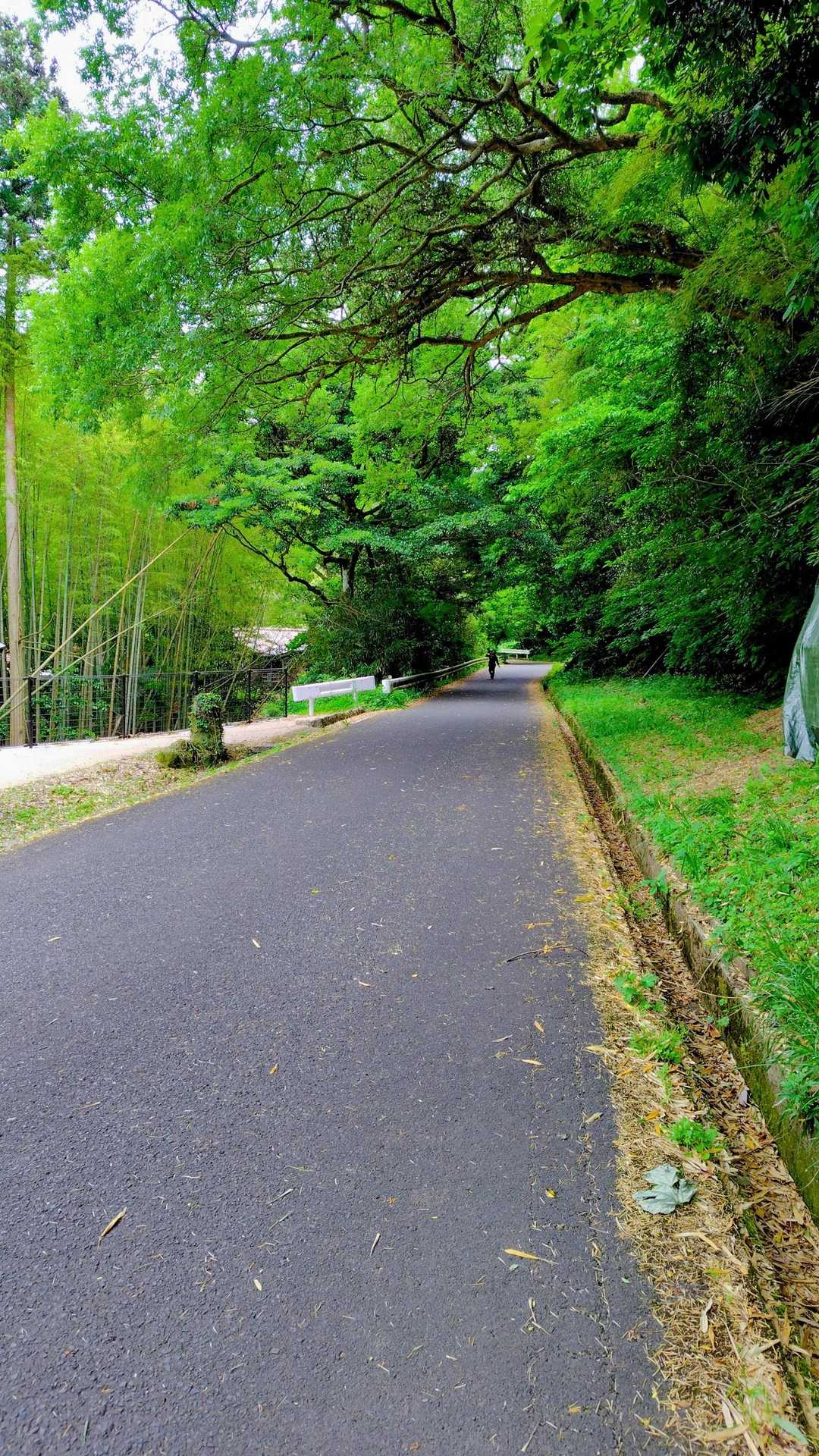 要害山 往復コースの写真