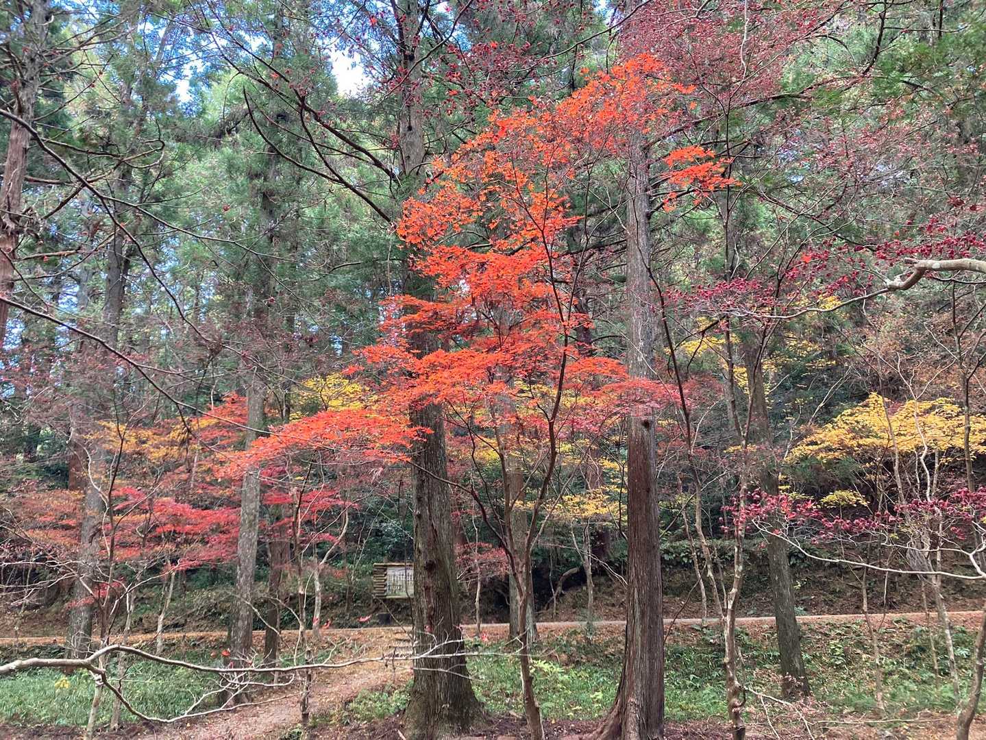 本宮山 往復コースの写真