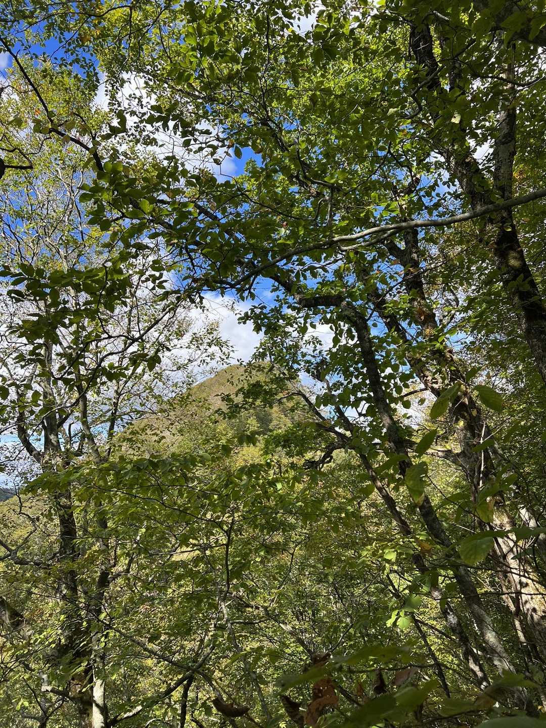 振り返るとヤンカ山頂　円錐形できつそう