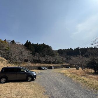 駐車場に到着🤗車はかなり減ってますね🚗