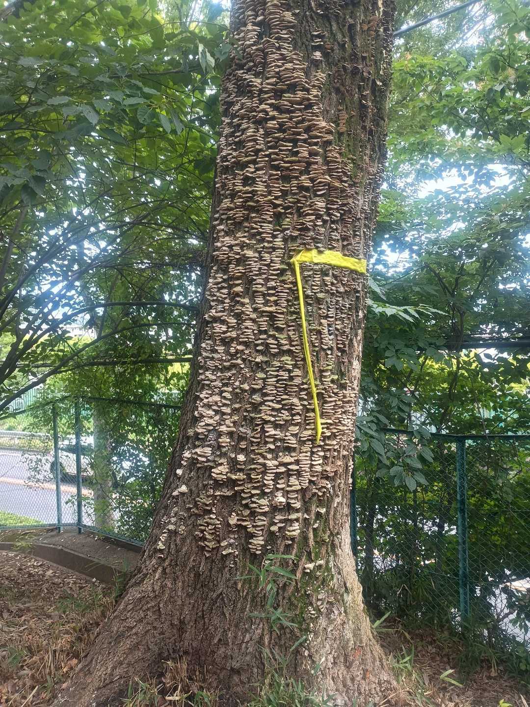 諏訪ヶ岳-古道五差路 縦走コースの写真