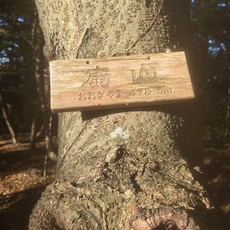 扇山
近くの木の幹にわりと新しい爪痕あり(鹿の角研ぎかも)