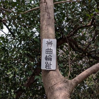 帯曲輪趾？はて？🤔

帯曲輪（おびぐるわ）とは…
本丸や二の丸などの周囲に帯状に設けられた小規模な曲輪のこと
敵の侵攻を防ぐ防御ラインや通路としても機能🥸ﾌﾑﾌﾑ
