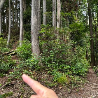 作業道の分岐が多いので気をつけて
ここは左へ