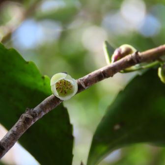 こちらも可愛い🌼