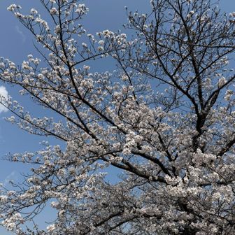 桜🌸もうほぼ満開ですね✨🥰