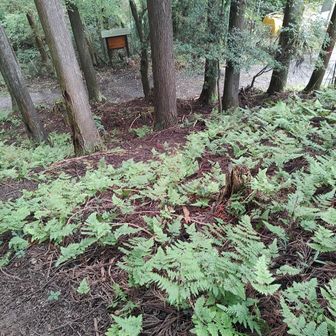 下に登山口見え本日終了