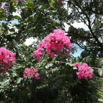 百日紅が彩りを添えてくれます