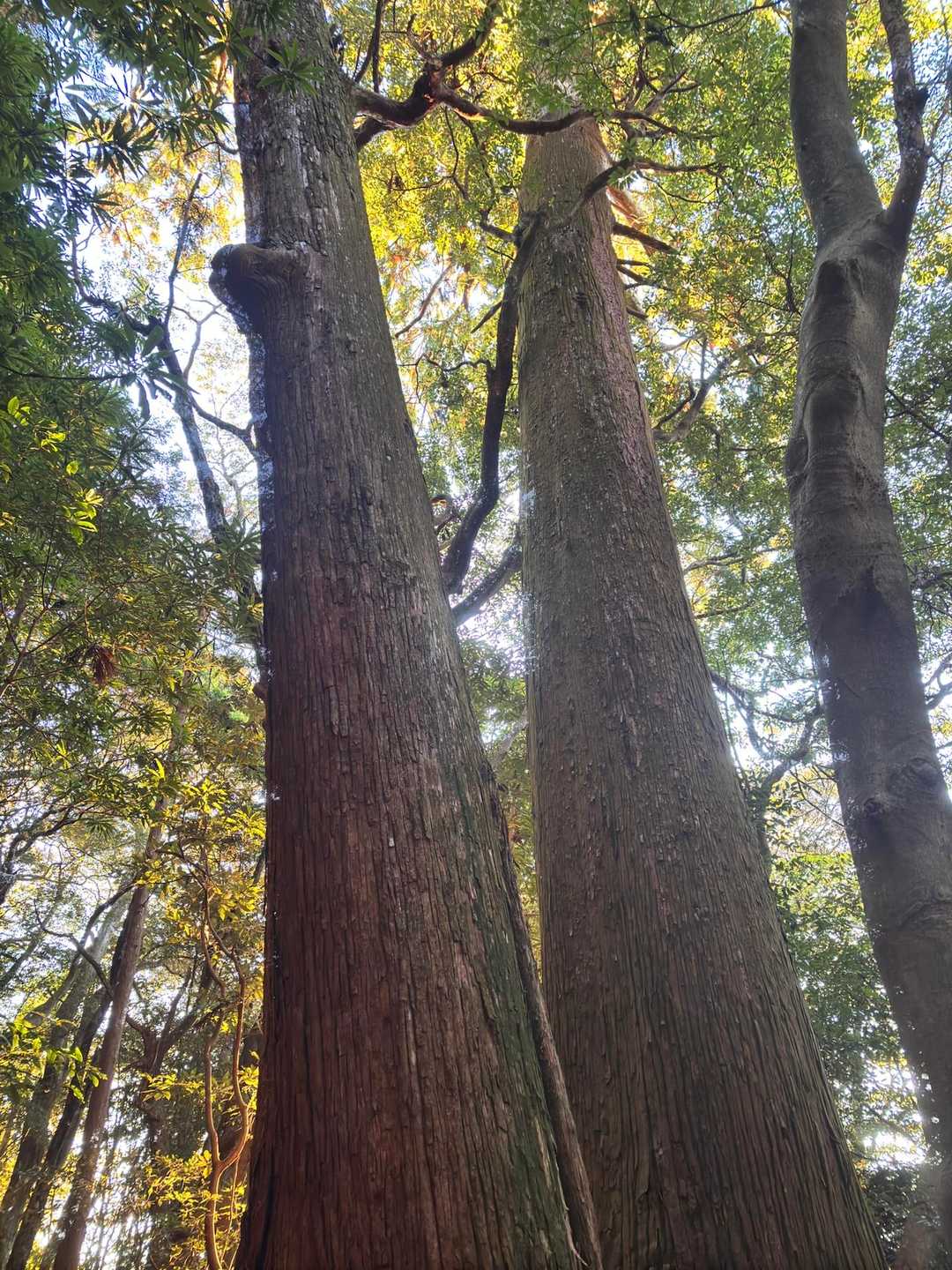 大きなスギの木があります🌲