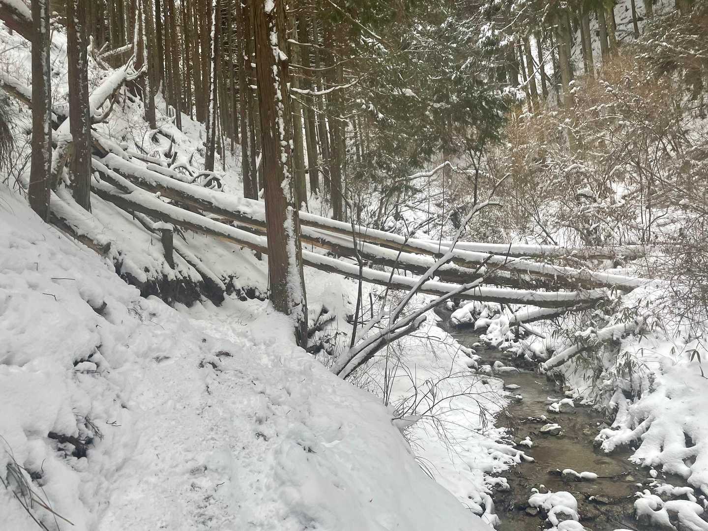 ここも真っ白❄️