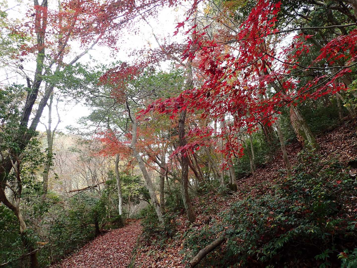 八幡神社-東天神嶽-天神嶽 往復コースの写真