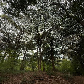 やっぱ山は癒されるな✨