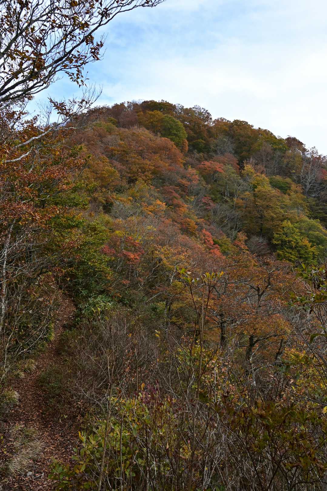 素敵な🍁に囲まれた登山道が続きます