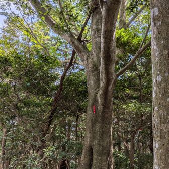 屋床峰・登チャコ､ヘロヘロで来ました。ブラース干します。