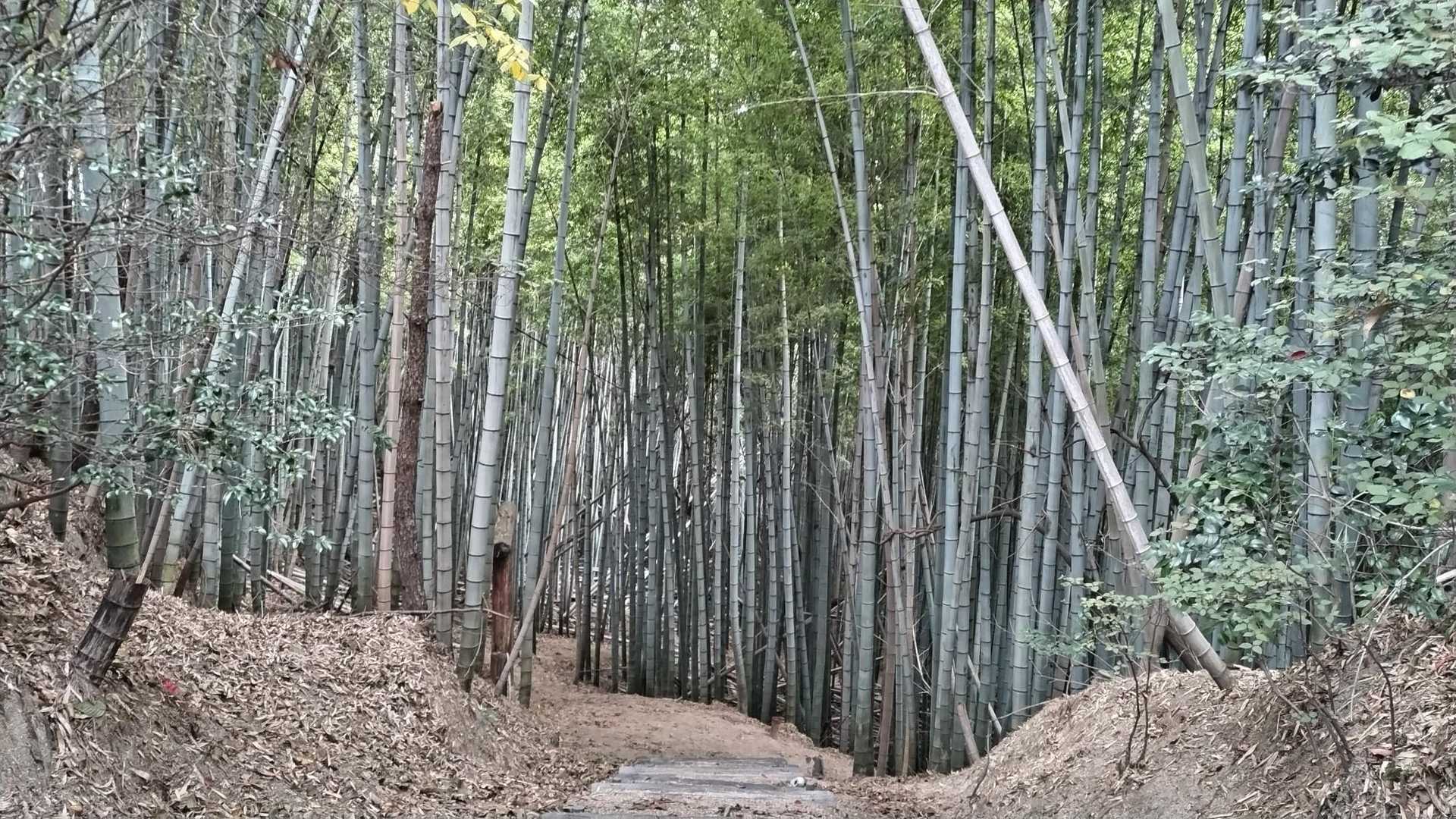 島トレッキングコース入口-応神山-立石山-飛龍大神-陸軍軍 縦走コースの写真