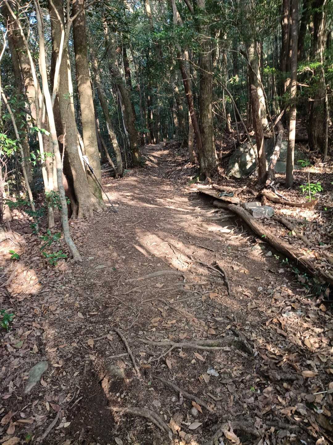 南登山口-郡岳-遠目越-遠目山 往復コースの写真