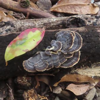 カラフル葉っぱときのこ

沢の音を聞きながら帰りました