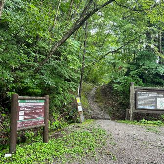 ここから林道