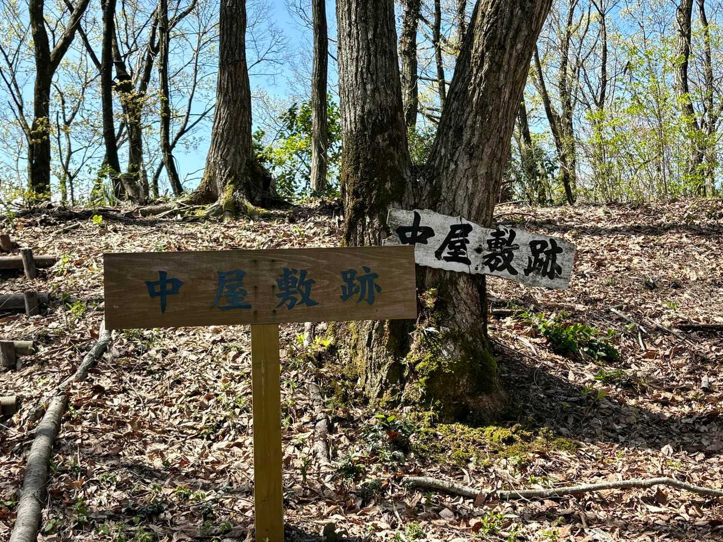 歴史あるお山です🧐