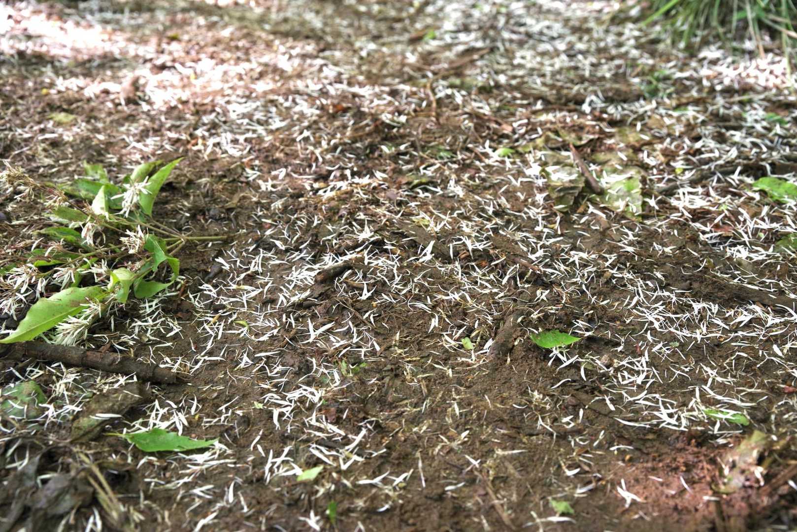 道にミスドのココナツチョコレートのアレみたいなのが散らばってるなー