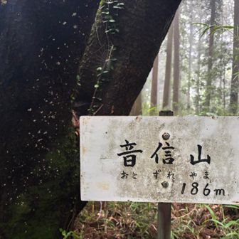 山頂186m