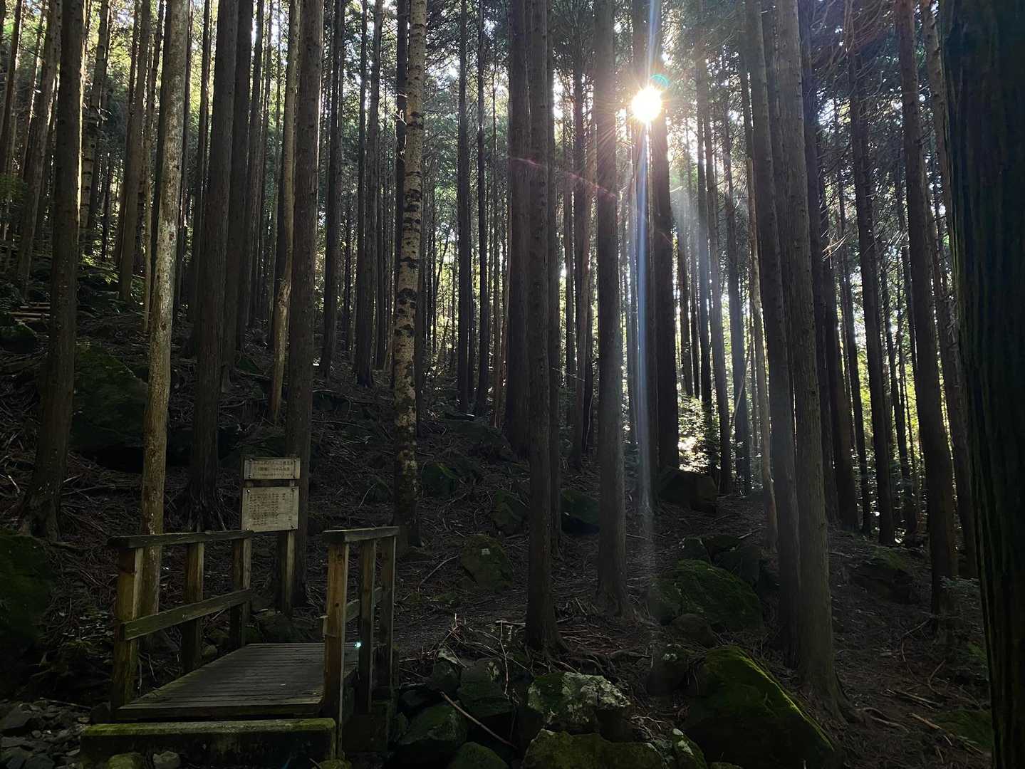 木々の隙間の木洩れ陽