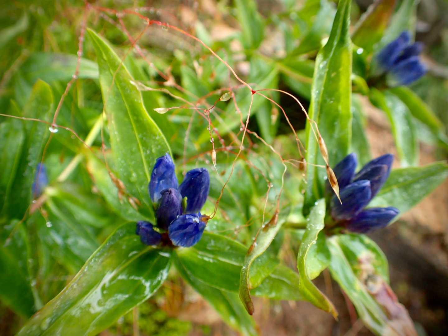 紫のお花。