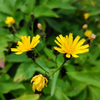 刺身の横に置きたいミヤマコウゾリナ