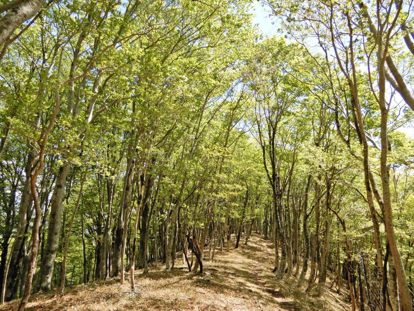 八面山から下りていくと明るい林に。ずっと😍な顔。