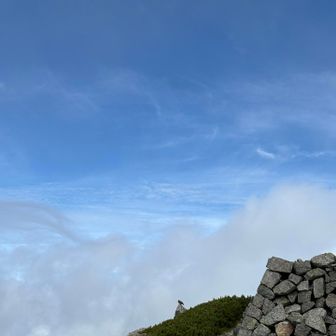 雷鳥
岩陰に子どもがいるようで、ずっとこの岩で見張りをしていました。