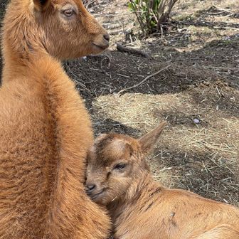 シシ神様に似てるよね