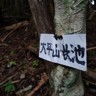 樹林ゾーンは要所に道標やピンテもあり