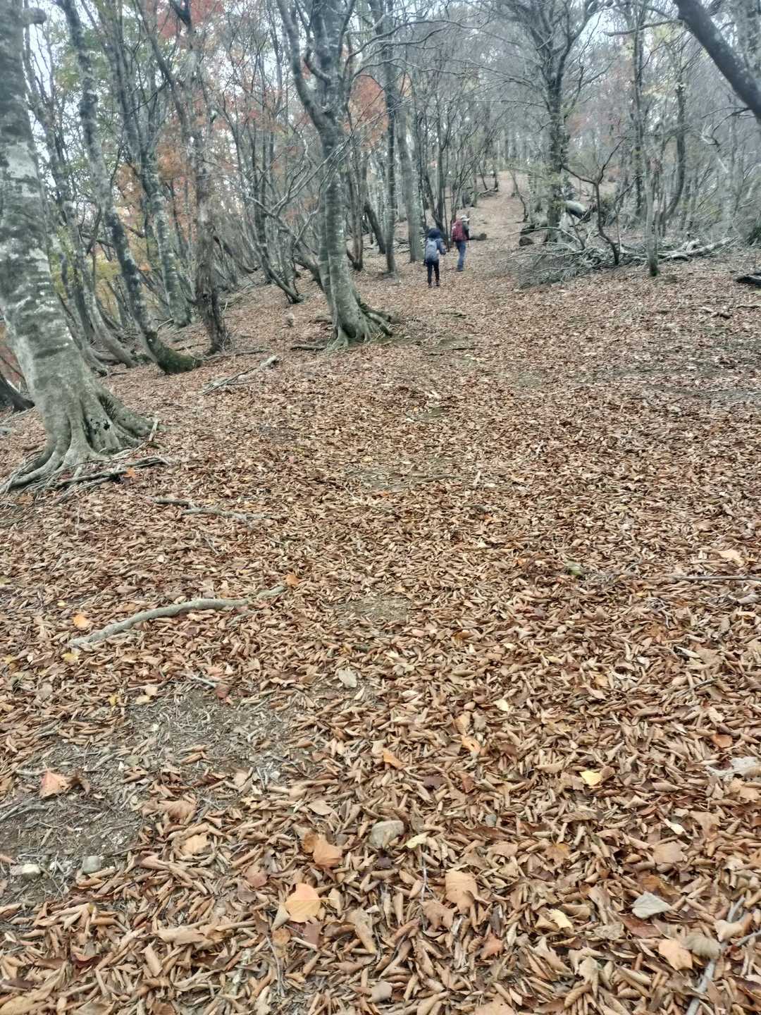 木地山前バス停-若狭駒ヶ岳-与助谷山 周回コースの写真