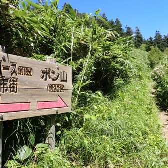 沼との分岐