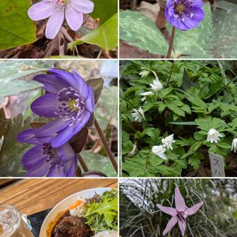 ミスミソウ。

ミスミソウ属ユキワリソウかなぁ？

ミスミソウ属ユキワリソウかなぁ？

ユキワリイチゲ。

ランチ。ランチハンバーグランチ＋カフェオレ。

カタクリ。

